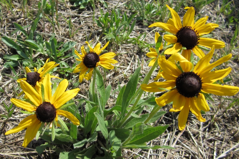 Rudbeckia hirta (Black-eyed Susan)