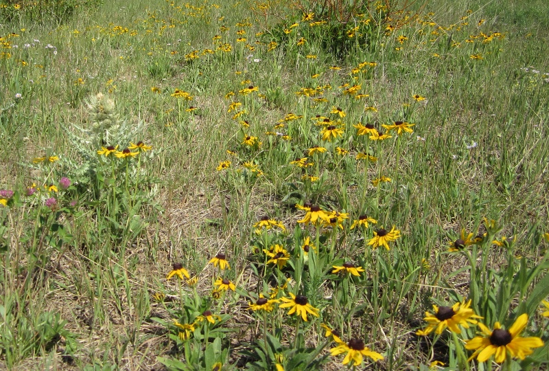 Rudbeckia hirta (Black-eyed Susan)