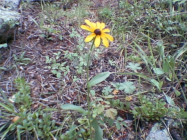 Rudbeckia hirta (Black-eyed Susan)