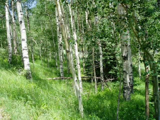 Populus tremuloides (Quaking Aspen)