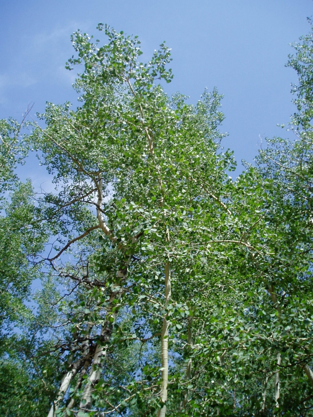 Populus tremuloides (Quaking Aspen)