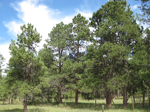 Pinus ponderosa (Ponderosa Pine)