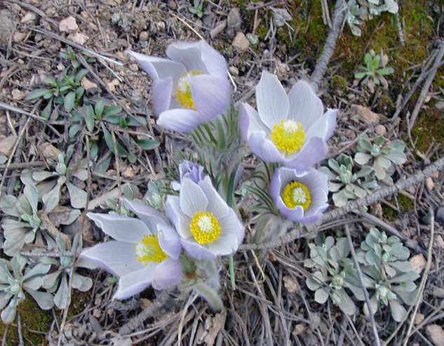 Pulsatilla patens (Pasque Flower, Pasqueflower)