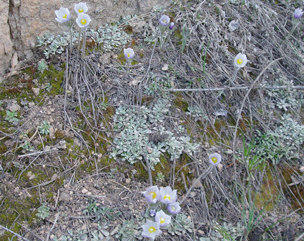 Pulsatilla patens (Pasque Flower, Pasqueflower)