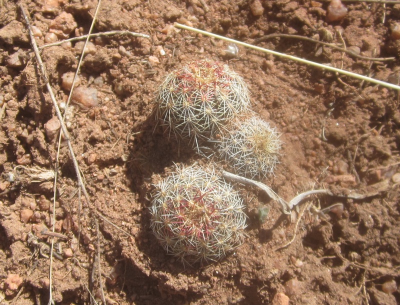 Escobaria vivipara (Beehive Cactus, Spiny Star Cactus)