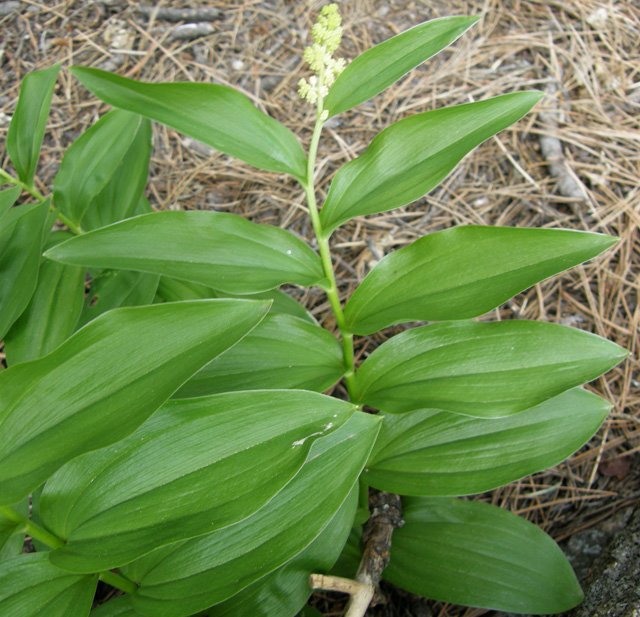 Maianthemum racemosum (False Solomon's Seal)