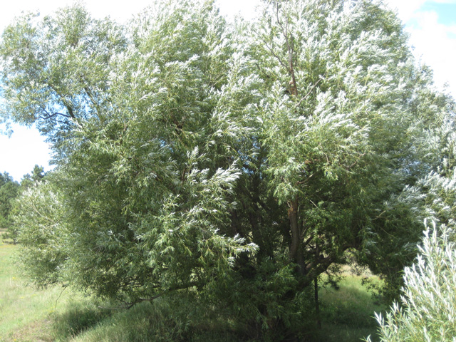 Populus augustifolia (Narrow-leaved Cottonwood)