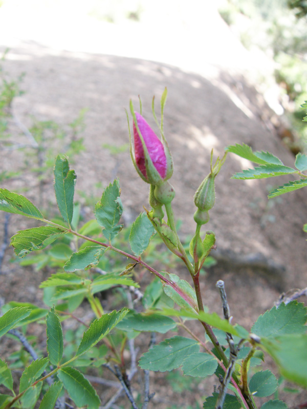 Rosa acicularis (Prickly Rose, Dog rose)
