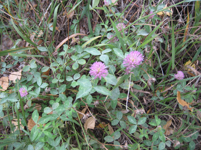 Trifolium pratense (Red Clover)