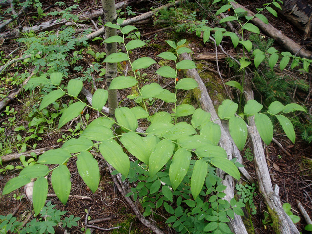 Streptopus amplexifolius (Clasping Leaved Twisted Stalk)