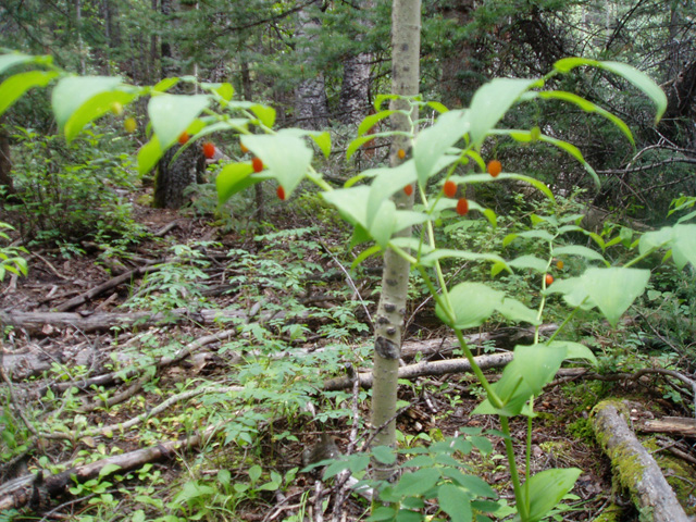 Streptopus amplexifolius (Clasping Leaved Twisted Stalk)