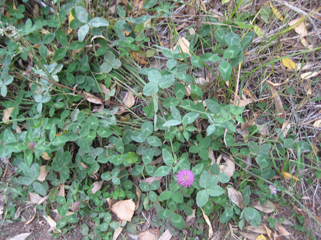 Trifolium pratense (Red Clover)