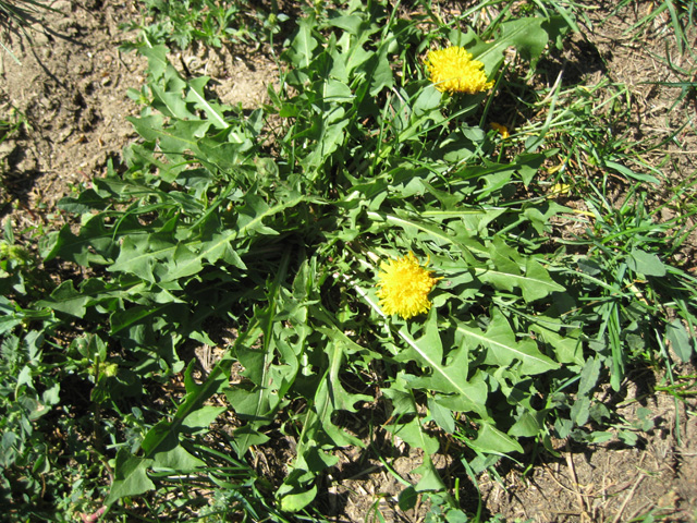 Taraxacum officinale (Dandelion)