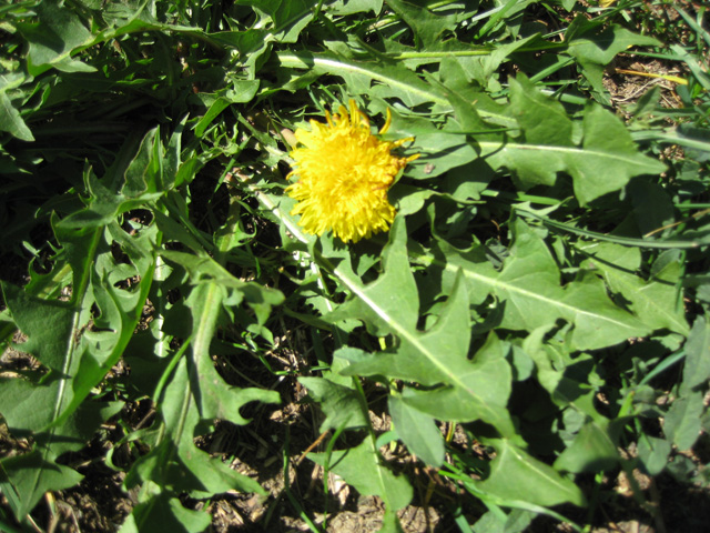 Taraxacum officinale (Dandelion)