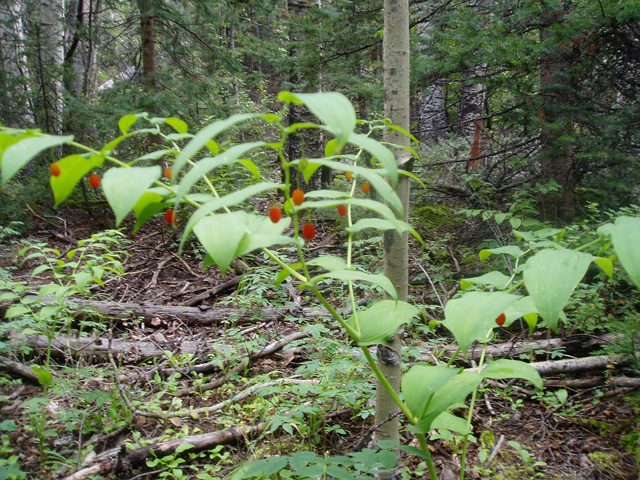 Streptopus amplexifolius (Clasping Leaved Twisted Stalk)