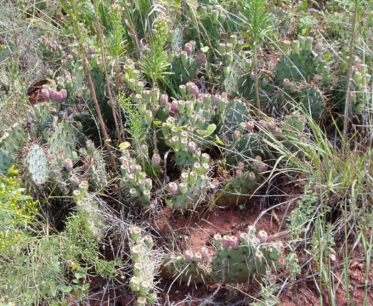 Opuntia phaeacantha (Prickly Pear)