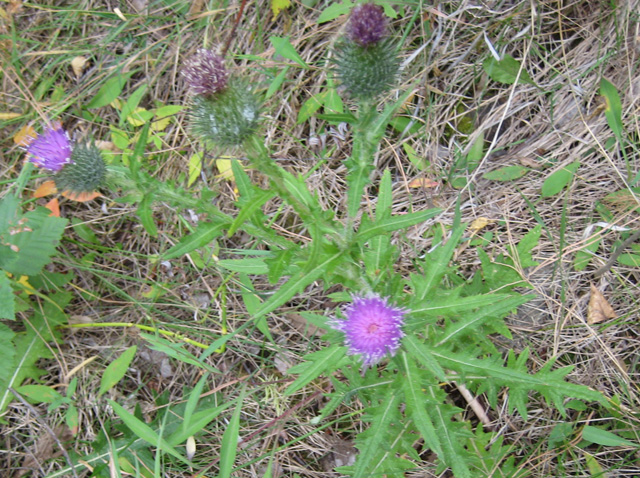 Cirsium arvense (Thistle, Creeping thistle, Canada thistle)