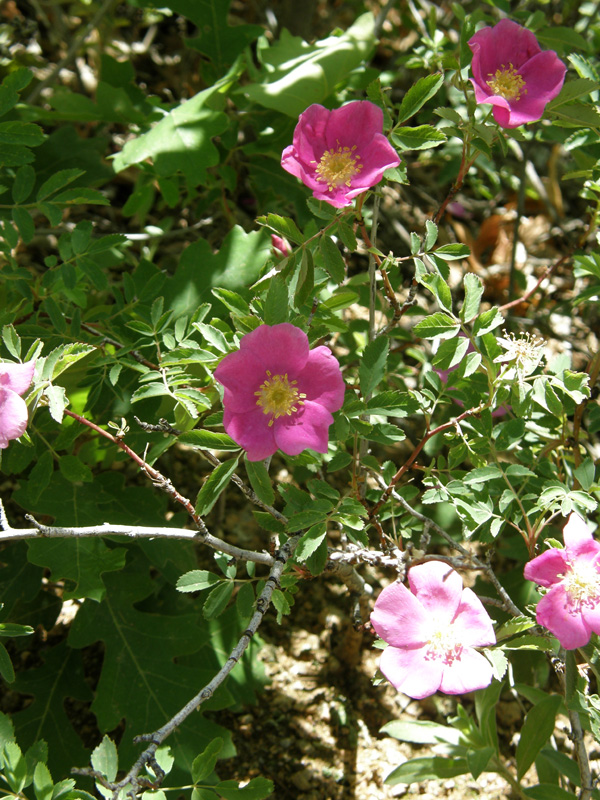 Rosa acicularis (Prickly Rose, Dog rose)