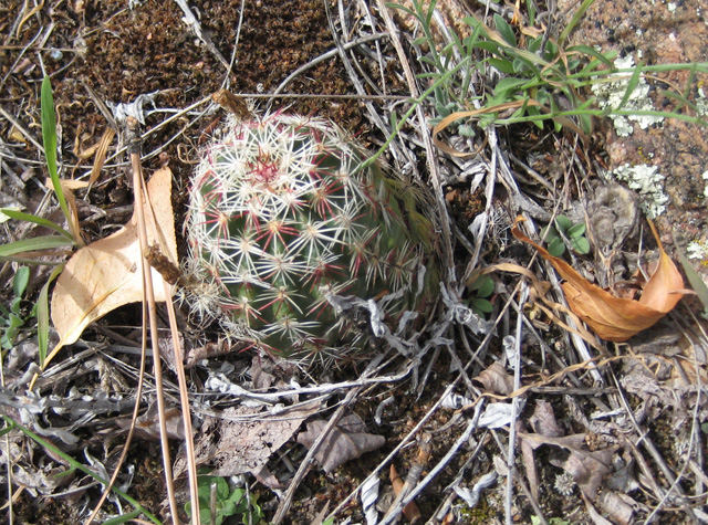 Escobaria vivipara (Beehive Cactus, Spiny Star Cactus)