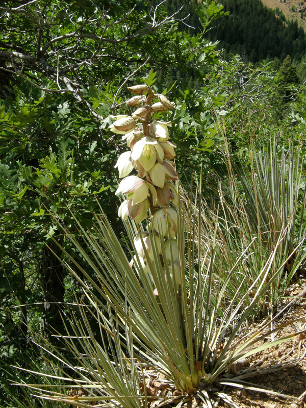 Yucca glauca (Yucca, Narrow leaved Yucca)