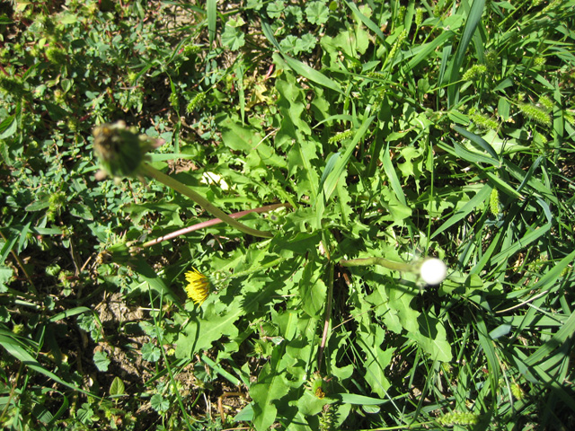 Taraxacum officinale (Dandelion)