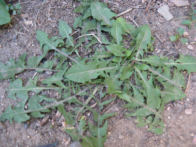 Taraxacum officinale (Dandelion)