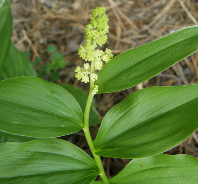 Maianthemum racemosum (False Solomon's Seal)