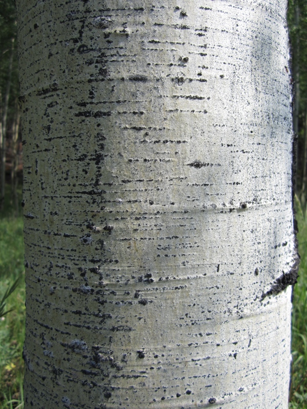 Populus tremuloides (Quaking Aspen)