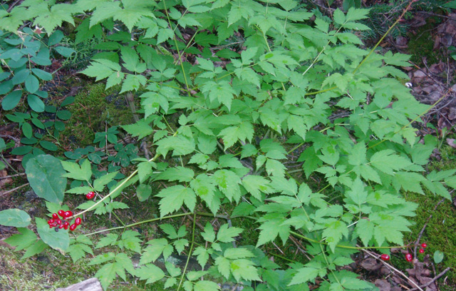 Actaea rubra (Red Baneberry)