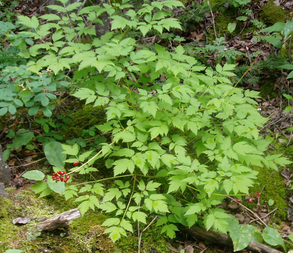 Actaea rubra (Red Baneberry)