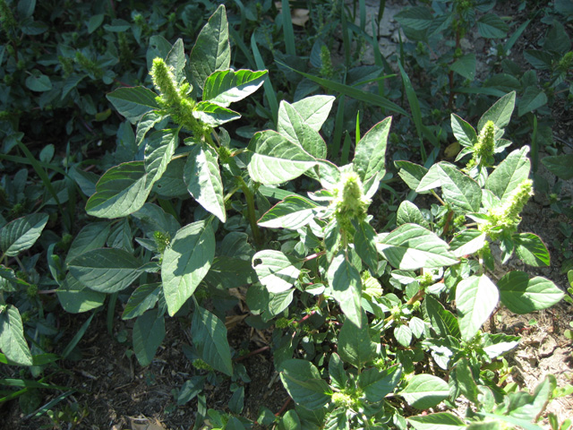 Amaranthus retroflexus (Amaranth, Red root pigweed)