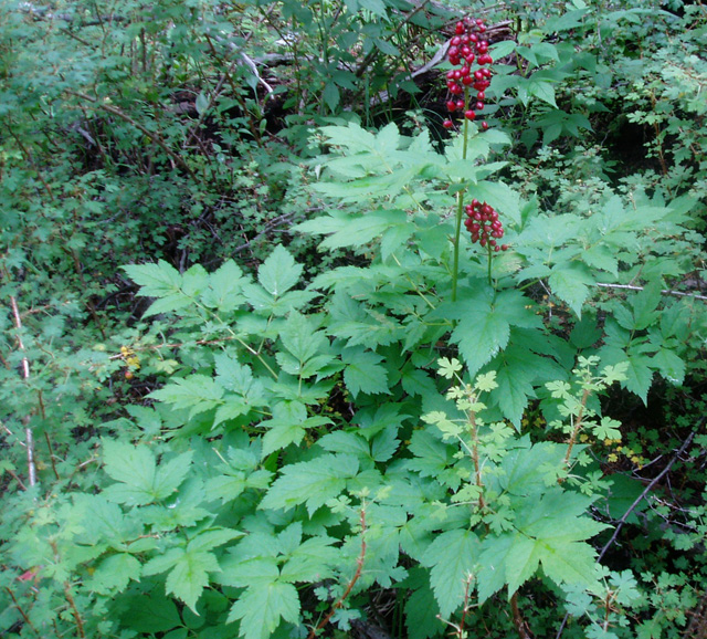 Actaea rubra (Red Baneberry)