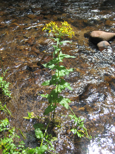 Senecio triangularis (Arrow-Leaved Groundsel)