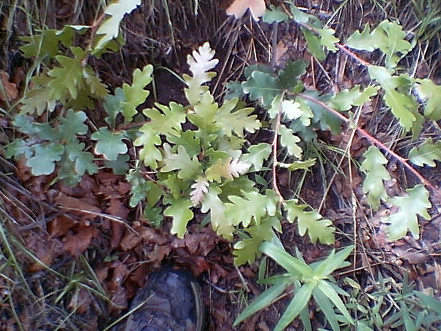 Quercus gambelii (Gambel's Oak, Rocky Mountain White Oak)