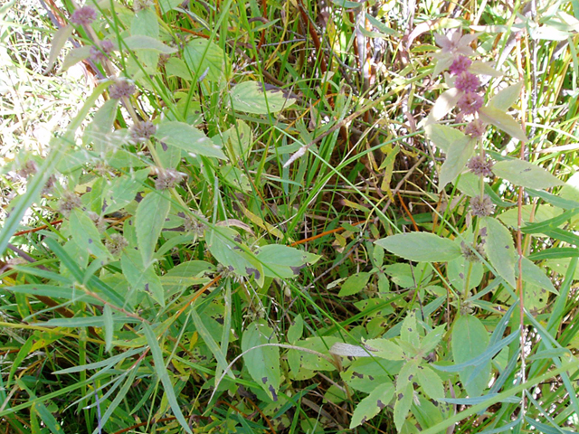 Mentha arvensis (Wild Mint, Field Mint)