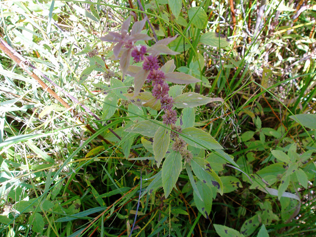 Mentha arvensis (Wild Mint, Field Mint)