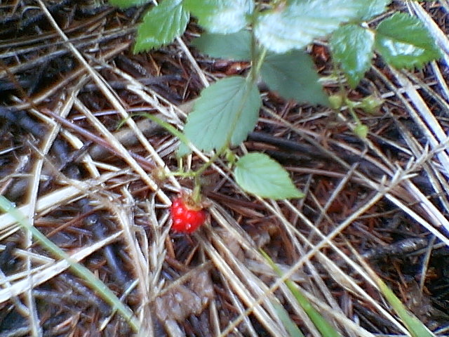 Rubus idaeus (Raspberry, Red Raspberry)