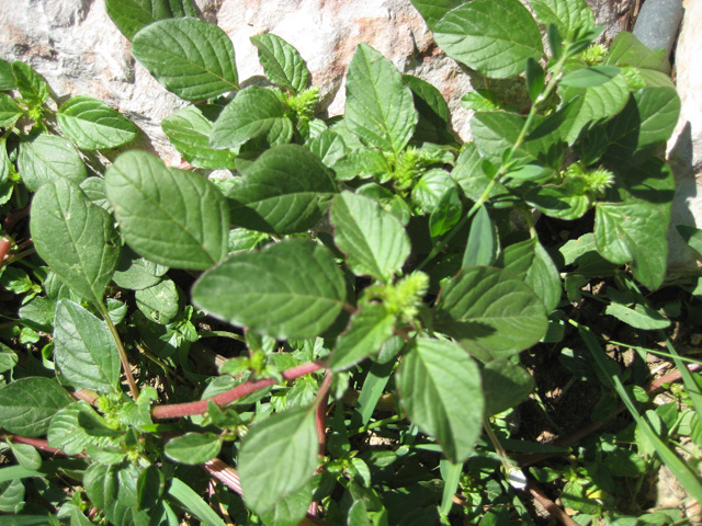 Amaranthus retroflexus (Amaranth, Red root pigweed)