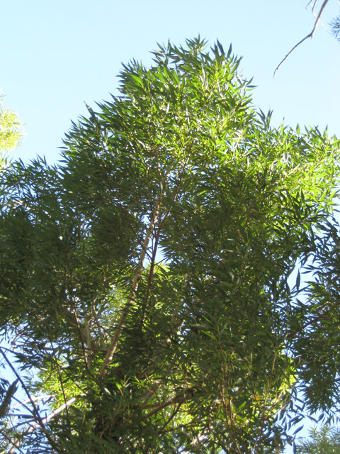 Populus augustifolia (Narrow-leaved Cottonwood)
