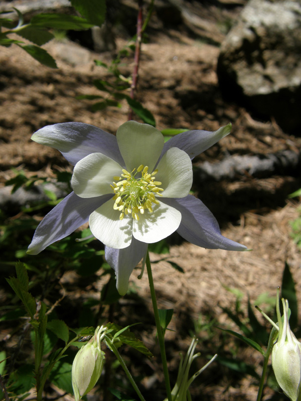 Aquilega Coerulea (Colorado Columbine, Rocky Mountain Columbine)