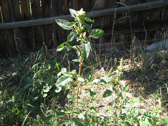 Amaranthus retroflexus (Amaranth, Red root pigweed)
