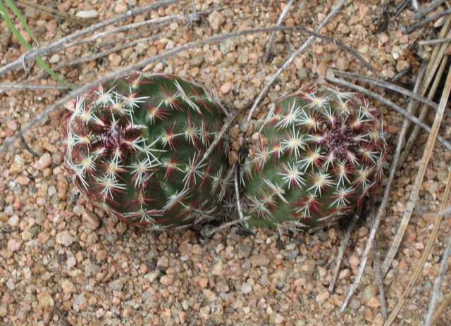 Escobaria vivipara (Beehive Cactus, Spiny Star Cactus)