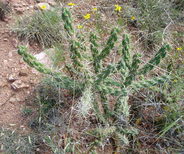 Cylindropuntia acanthocarpa (Cholla, Opuntia acanthocarpa)