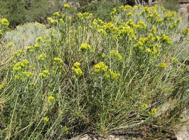 Chrysothamnus nauseosus (Rabbitbrush)