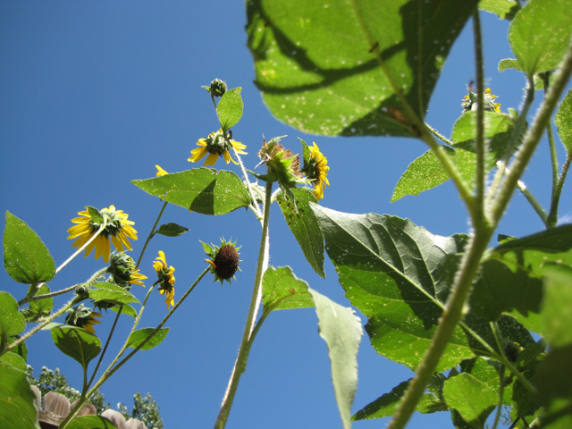 Helianthus annuus (Sunflower)