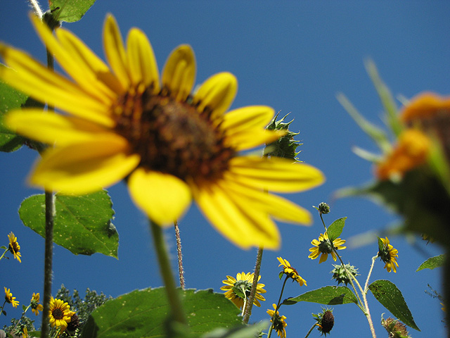 Helianthus annuus (Sunflower)