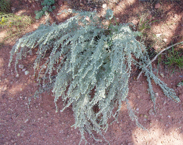 Artemisia bigelovii (Dwarf Sagebrush)