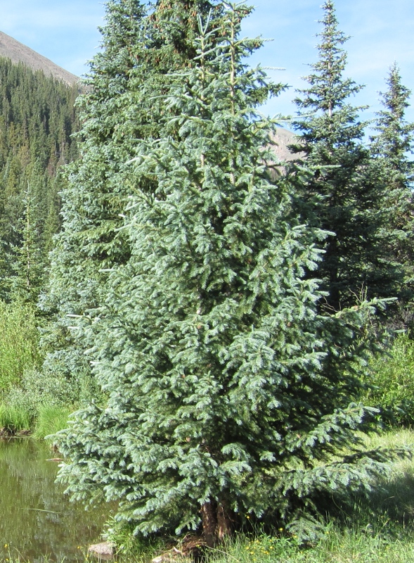 Picea pungens (Blue Spruce, Colorado Blue Spruce)