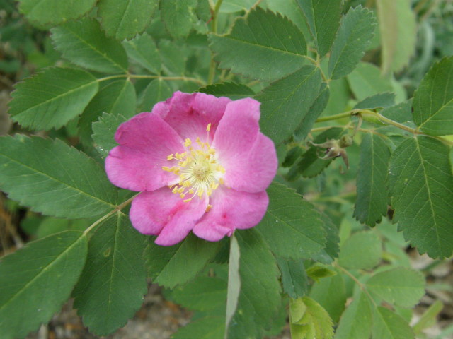 Rosa acicularis (Prickly Rose, Dog rose)