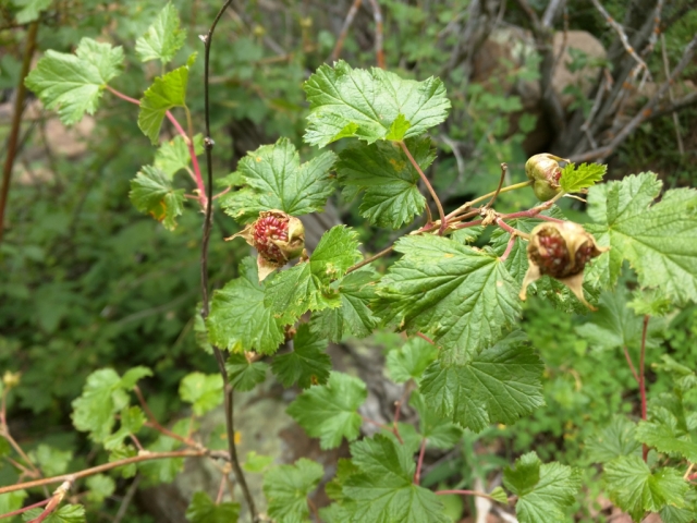 Rubus parviflorus (Thimbleberry)